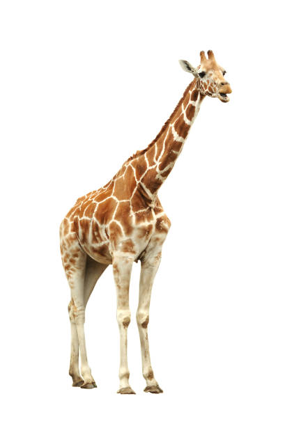 Detail Giraffe Images Free Nomer 31