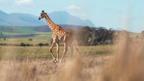 Detail Giraffe Images Free Nomer 32
