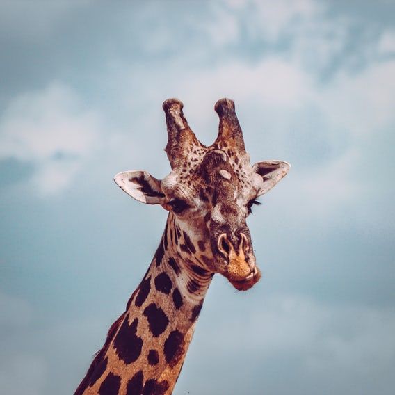 Detail Giraffe Images Free Nomer 33
