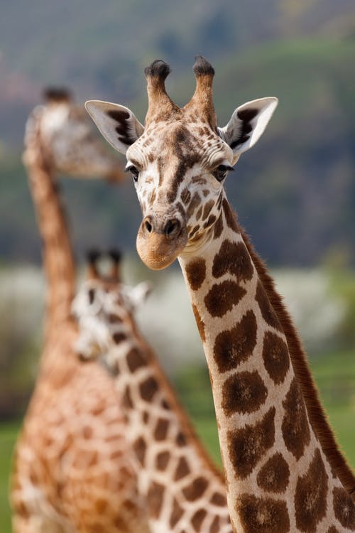 Detail Giraffe Images Free Nomer 34