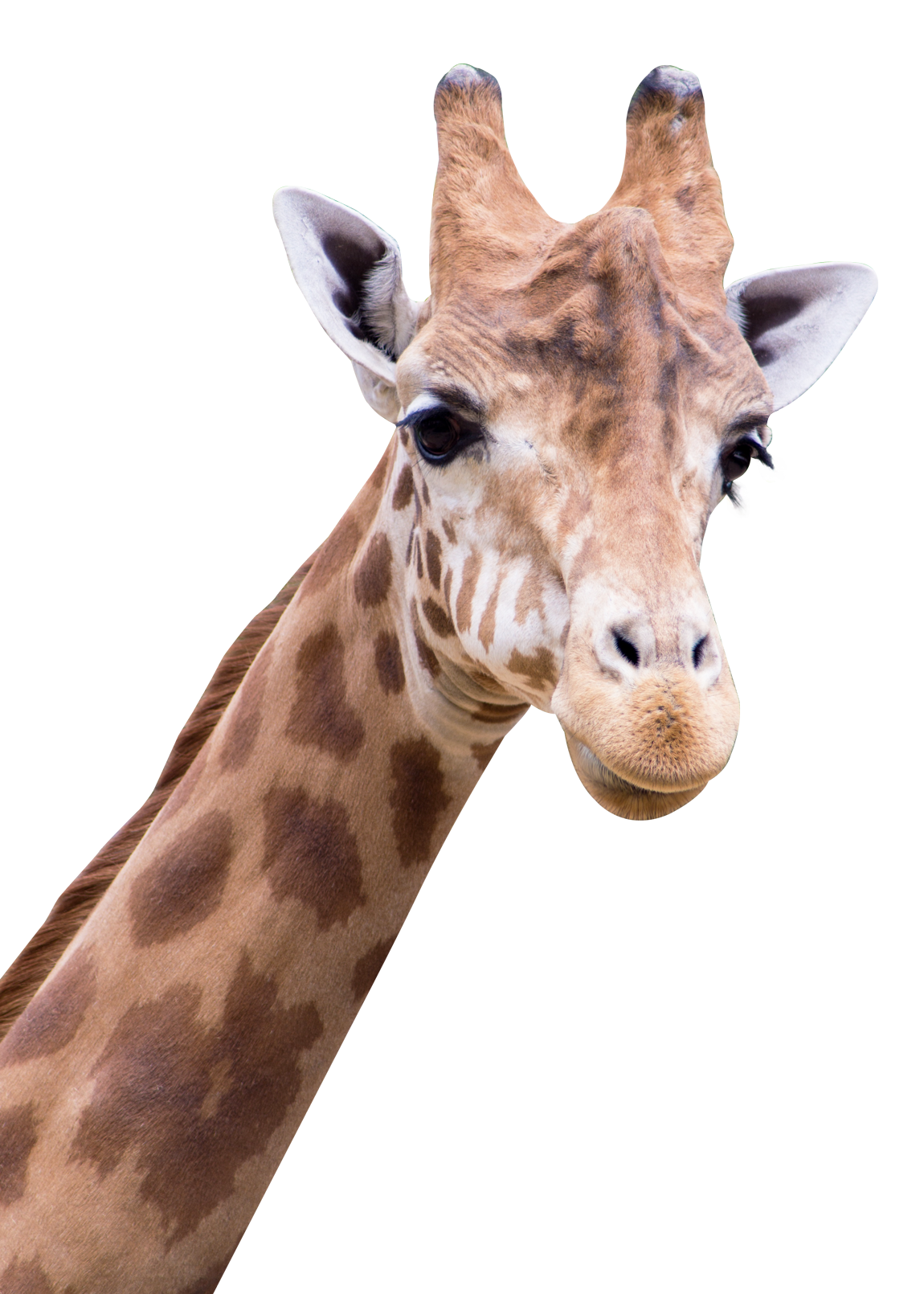 Detail Giraffe Images Free Nomer 36