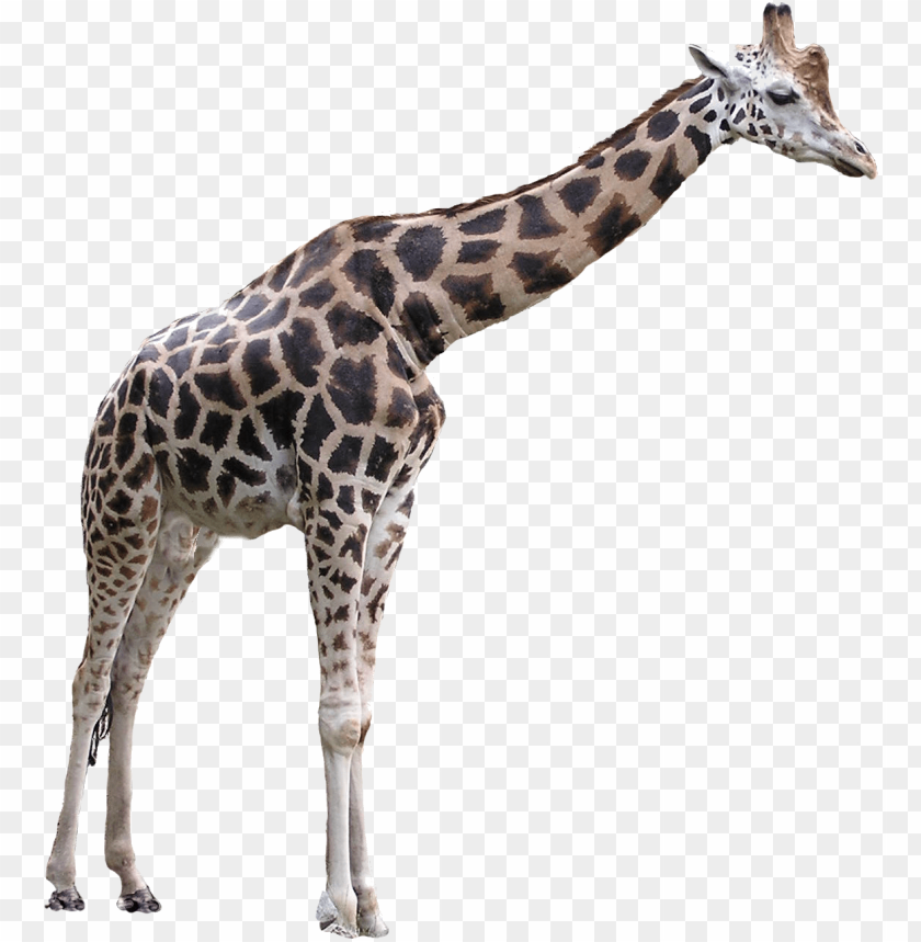 Detail Giraffe Images Free Nomer 37