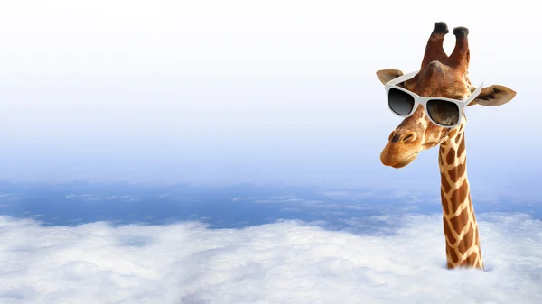 Detail Giraffe Images Free Nomer 39