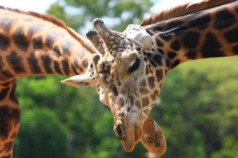 Detail Giraffe Images Free Nomer 41