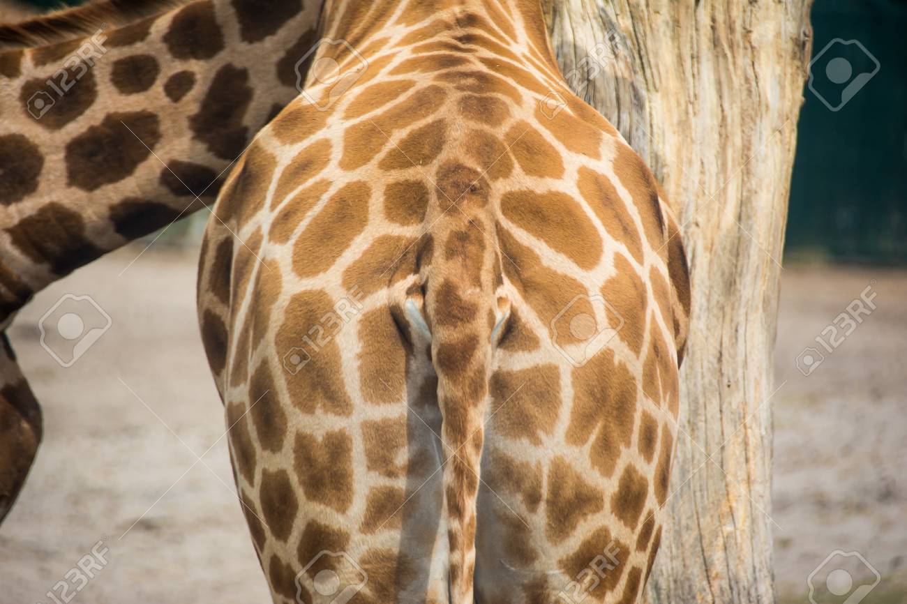 Detail Giraffe Images Free Nomer 44