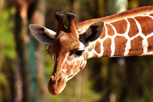 Detail Giraffe Images Free Nomer 6