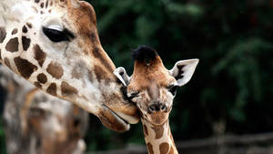 Detail Giraffe Images Free Nomer 48