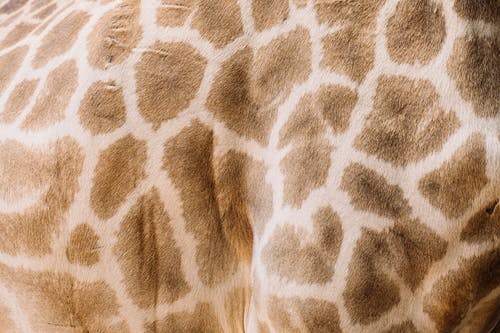 Detail Giraffe Images Free Nomer 49