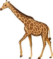Detail Giraffe Images Free Nomer 53