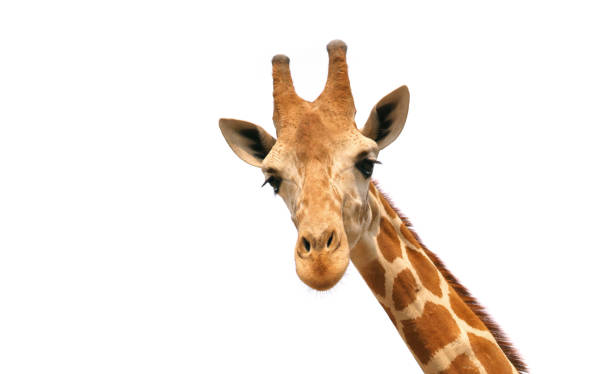 Detail Giraffe Images Free Nomer 54