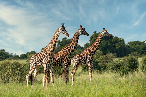 Detail Giraffe Images Free Nomer 7