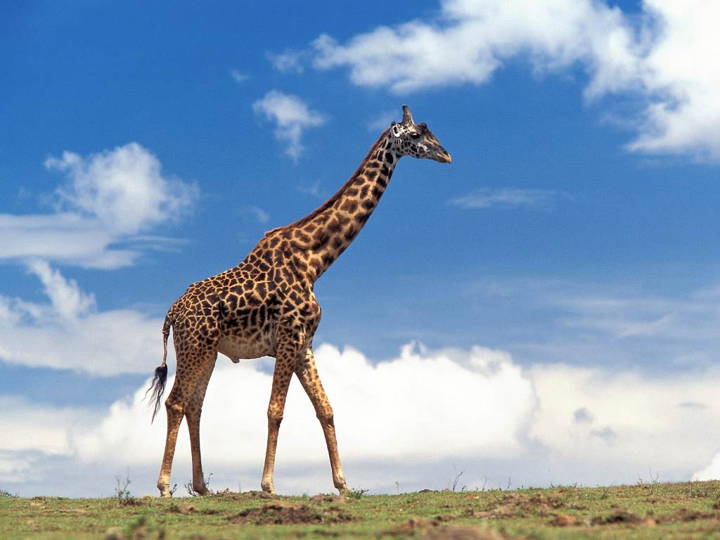 Detail Giraffe Images Free Nomer 9