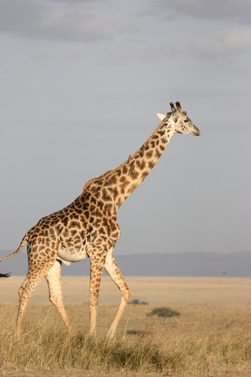 Detail Giraffe Images Free Nomer 10