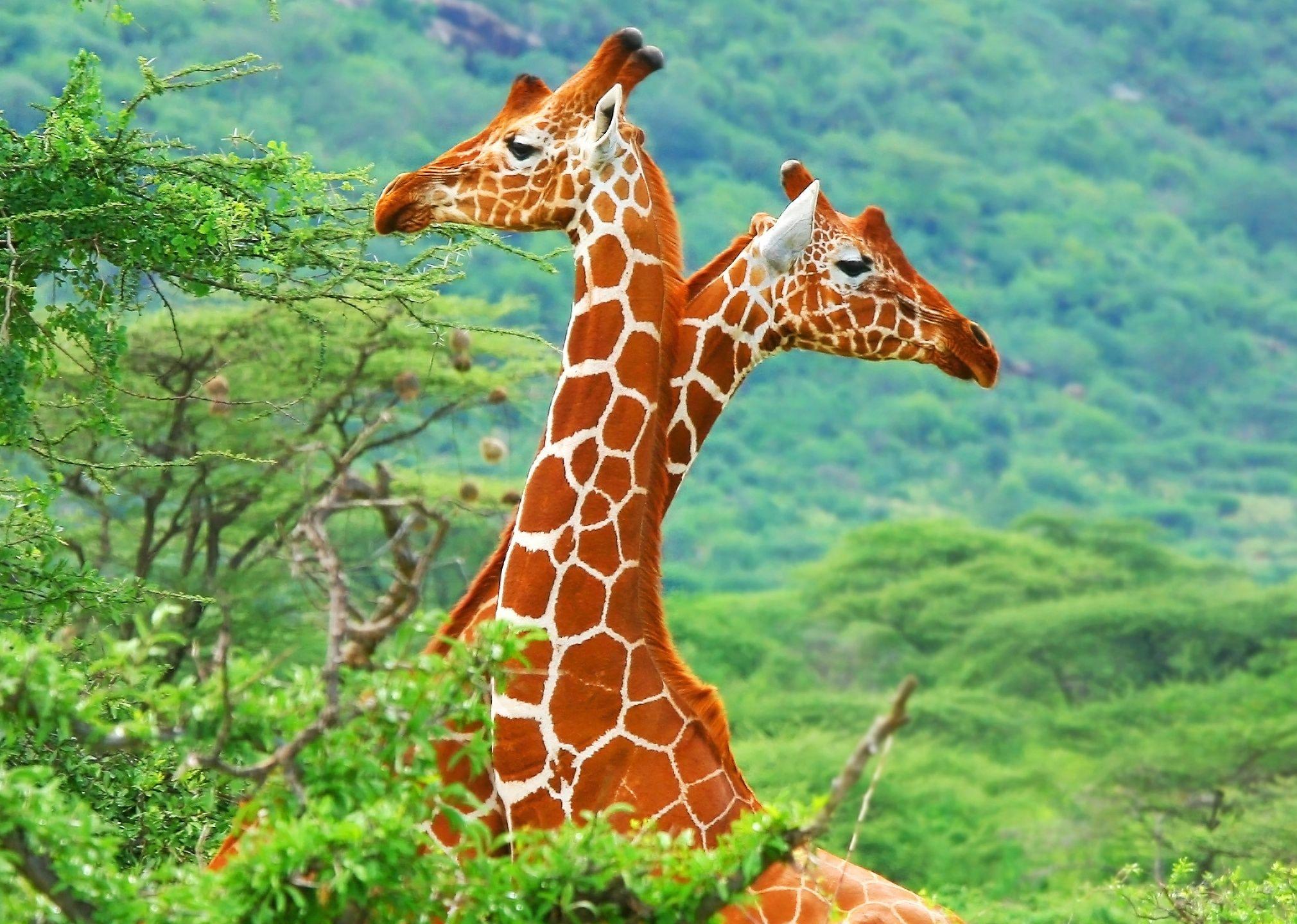 Detail Giraffe Images Hd Nomer 17