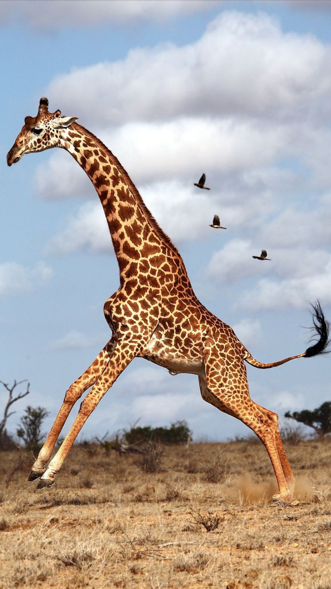 Detail Giraffe Images Hd Nomer 32