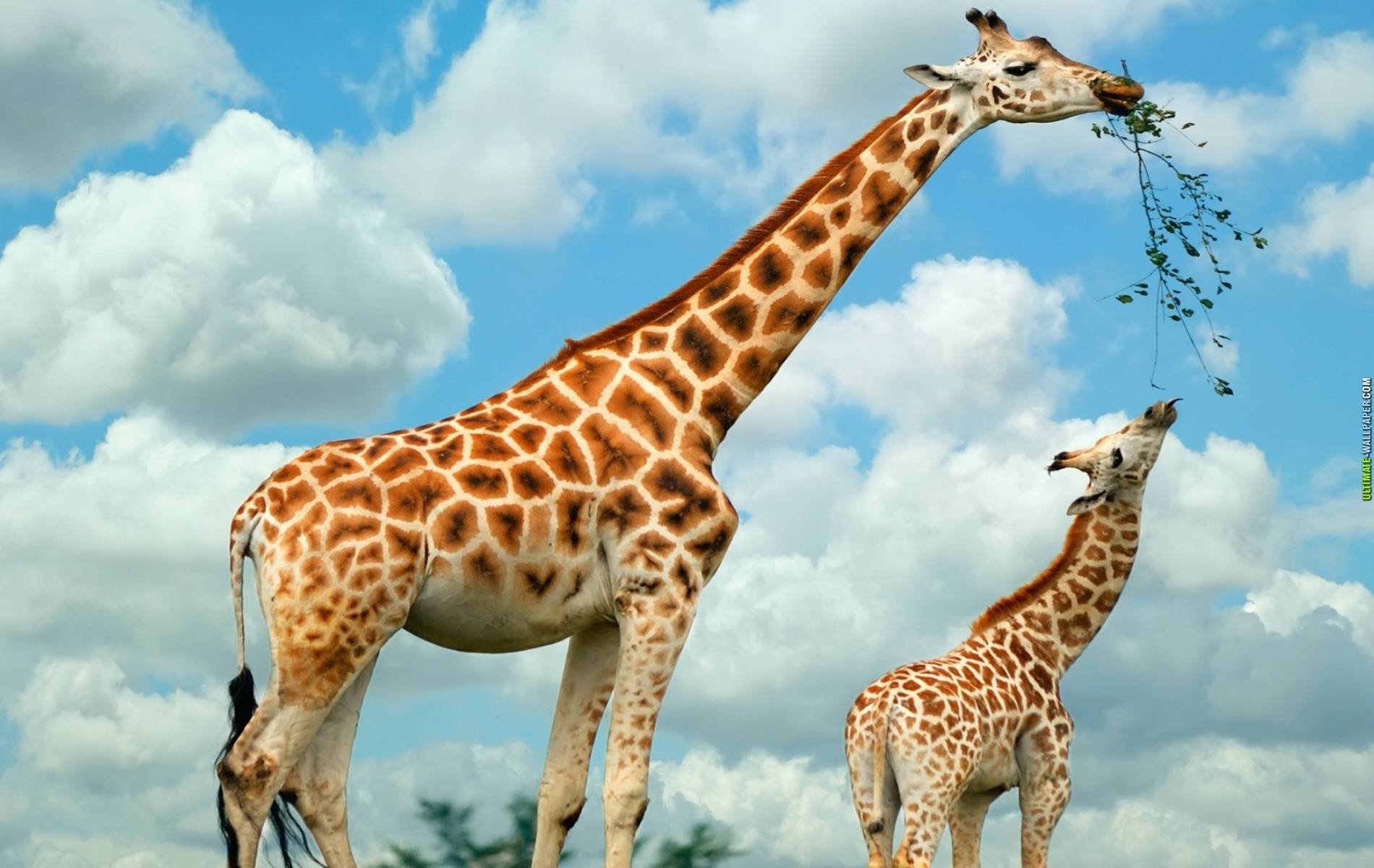 Detail Giraffe Images Hd Nomer 5