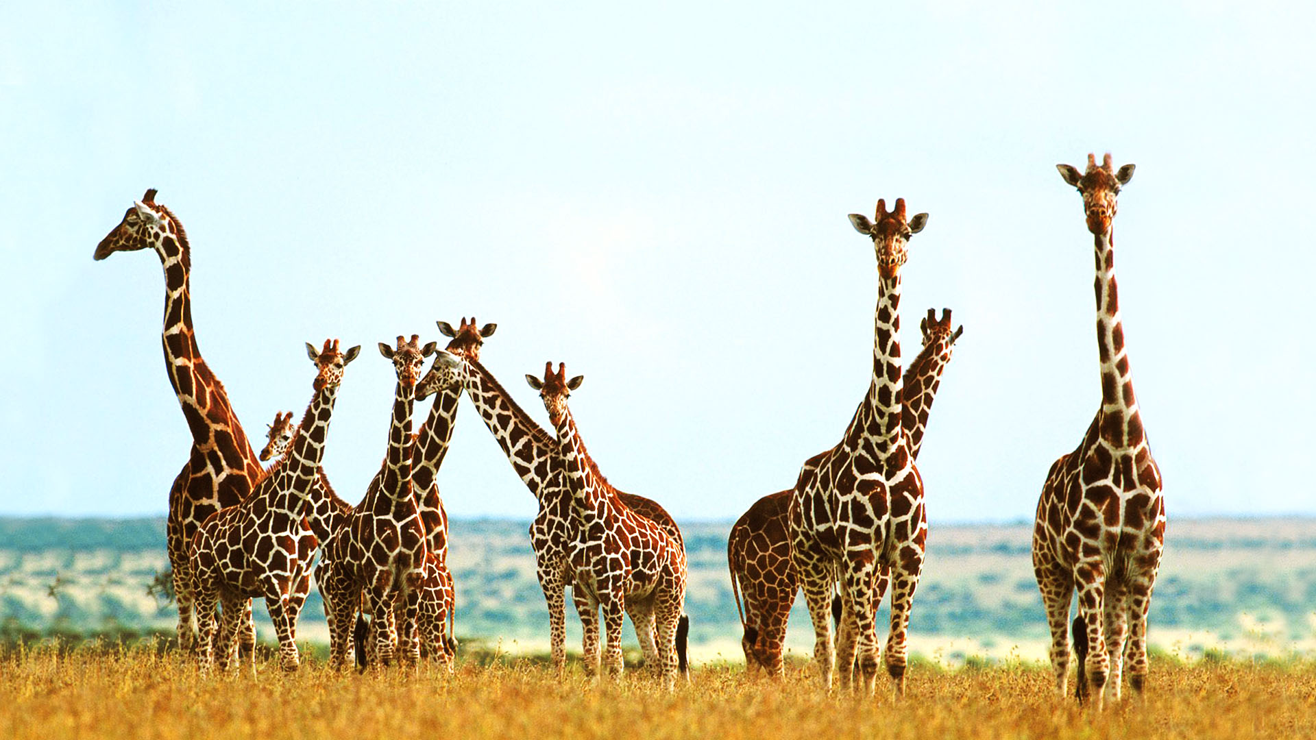 Detail Giraffe Images Hd Nomer 43