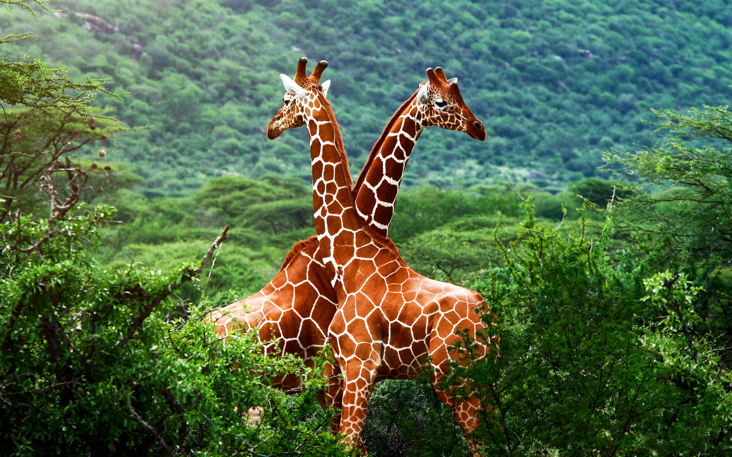 Detail Giraffe Images Hd Nomer 46