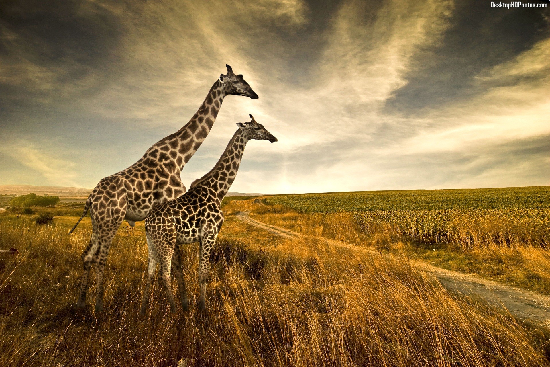 Detail Giraffe Images Hd Nomer 50