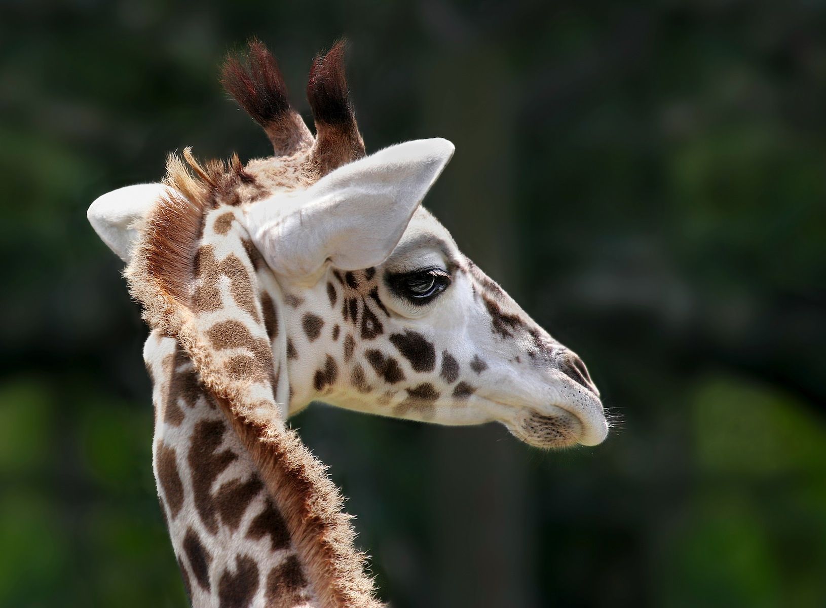 Detail Giraffe Images Hd Nomer 52