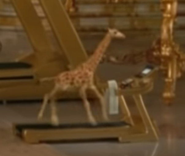 Detail Giraffe On A Treadmill Nomer 14