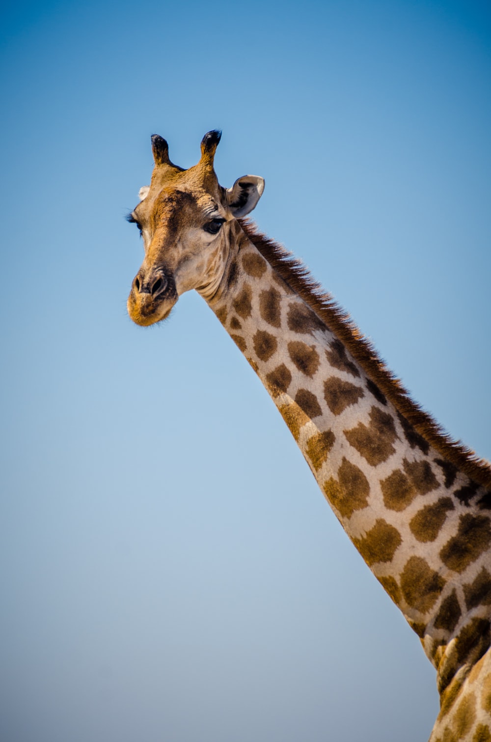 Giraffe Pics Gallery - KibrisPDR