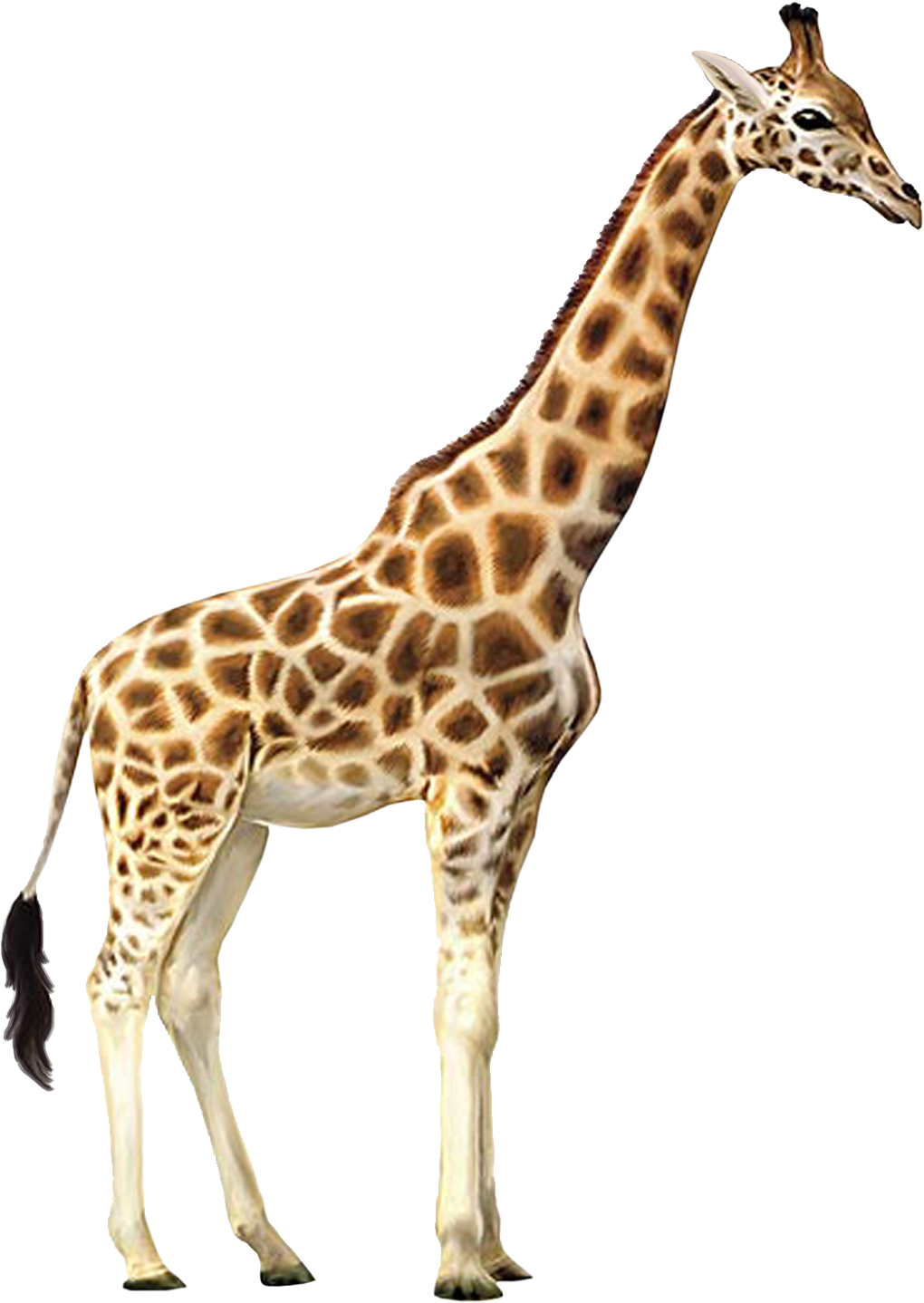 Detail Giraffe Png Clipart Nomer 18