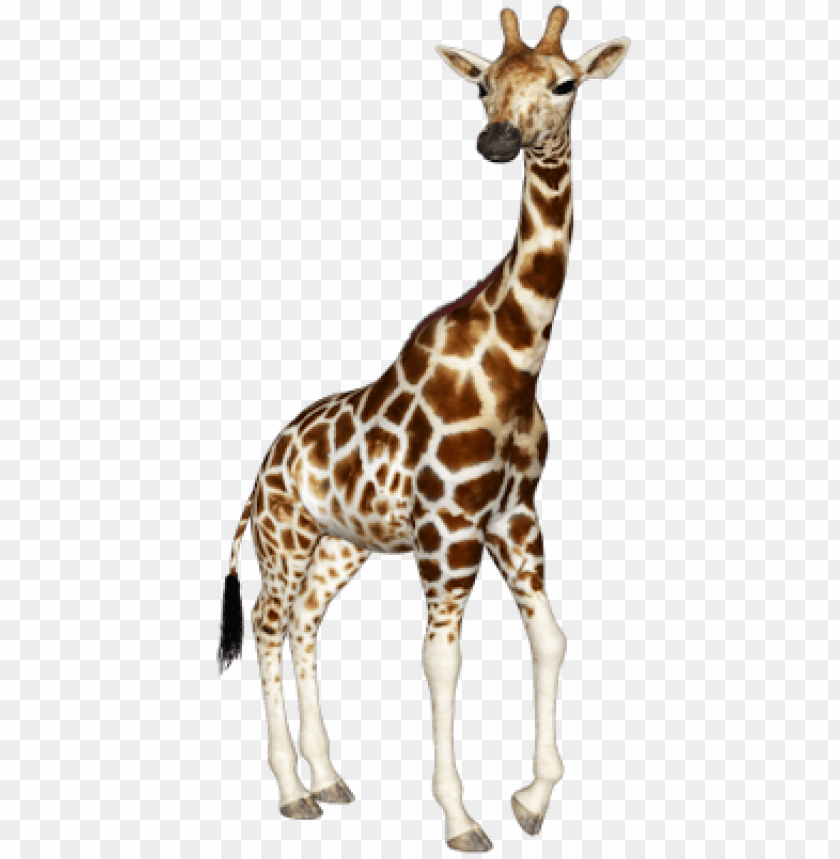 Detail Giraffe Png Clipart Nomer 20