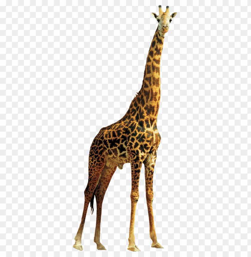 Detail Giraffe Png Clipart Nomer 24