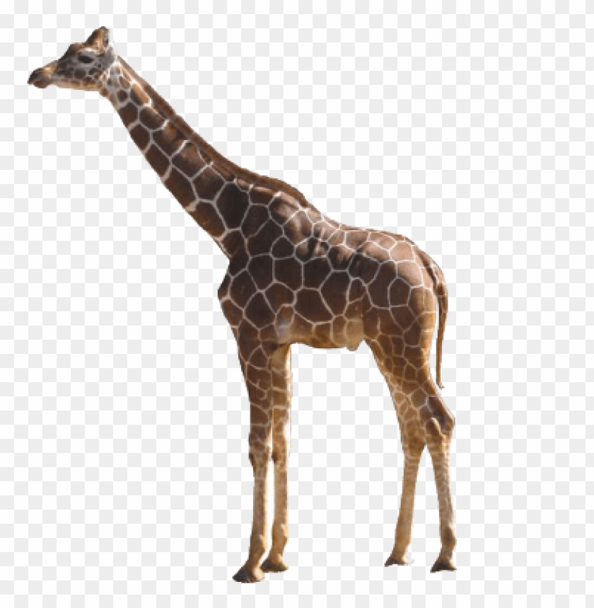 Detail Giraffe Png Clipart Nomer 32