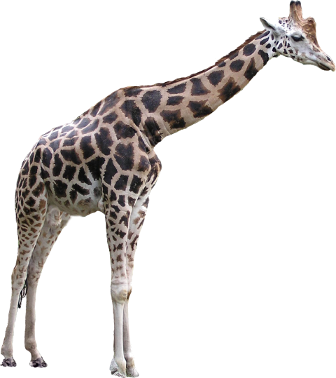 Detail Giraffe Png Clipart Nomer 47