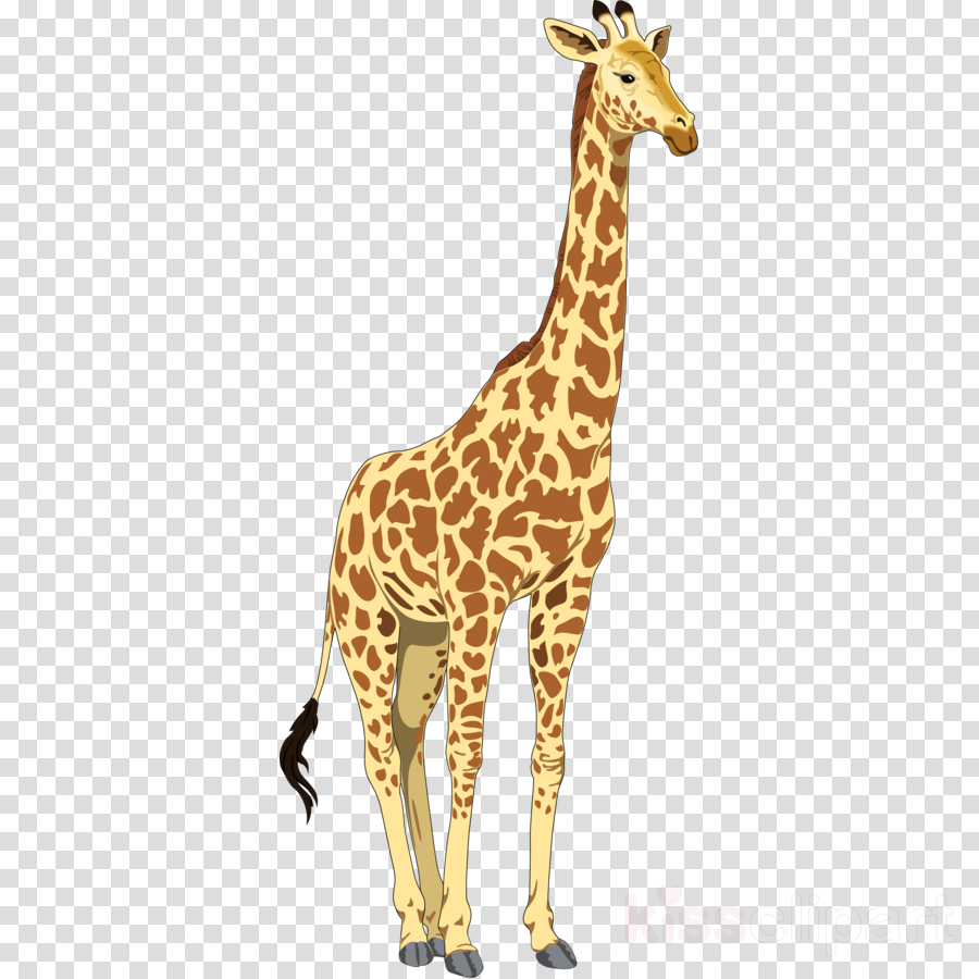 Detail Giraffe Png Clipart Nomer 10
