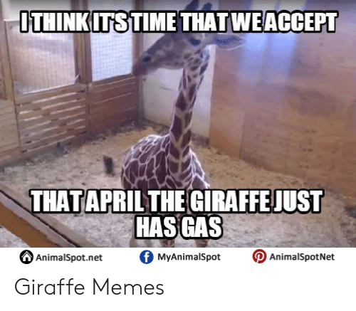 Detail Giraffe Spider Meme Nomer 46