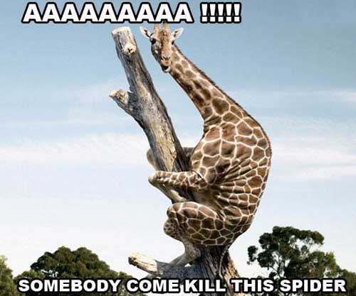 Detail Giraffe Spider Meme Nomer 7