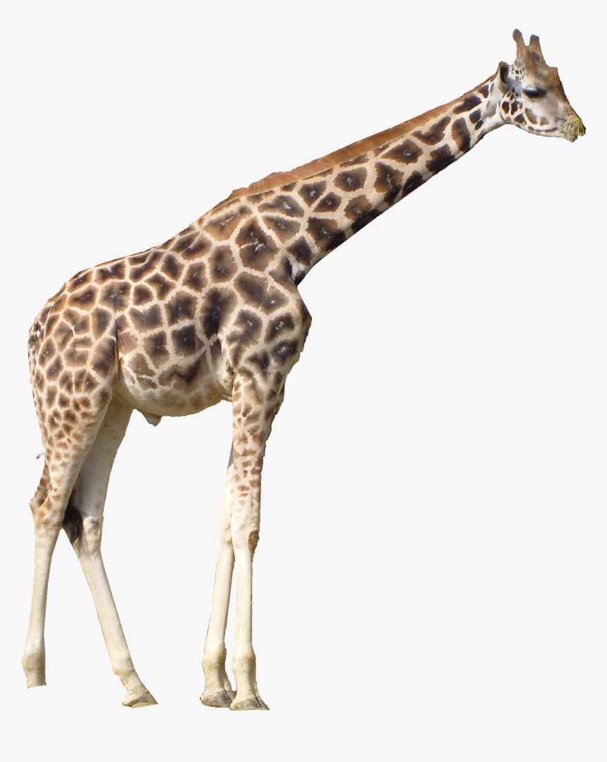 Download Giraffe Transparent Nomer 1