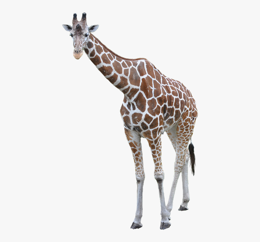 Detail Giraffe Transparent Nomer 2