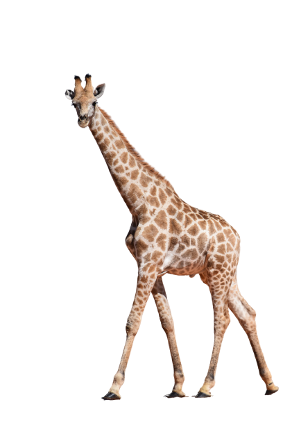 Detail Giraffe Transparent Nomer 11