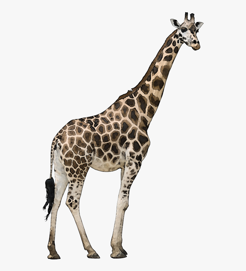Detail Giraffe Transparent Nomer 12