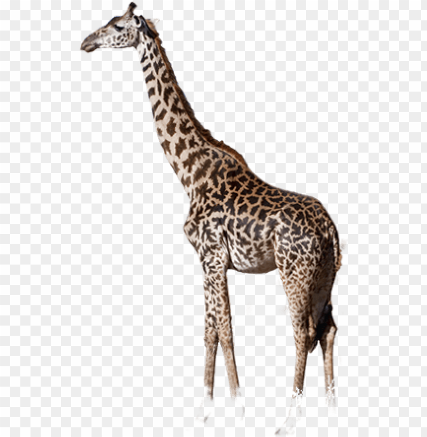 Detail Giraffe Transparent Nomer 13