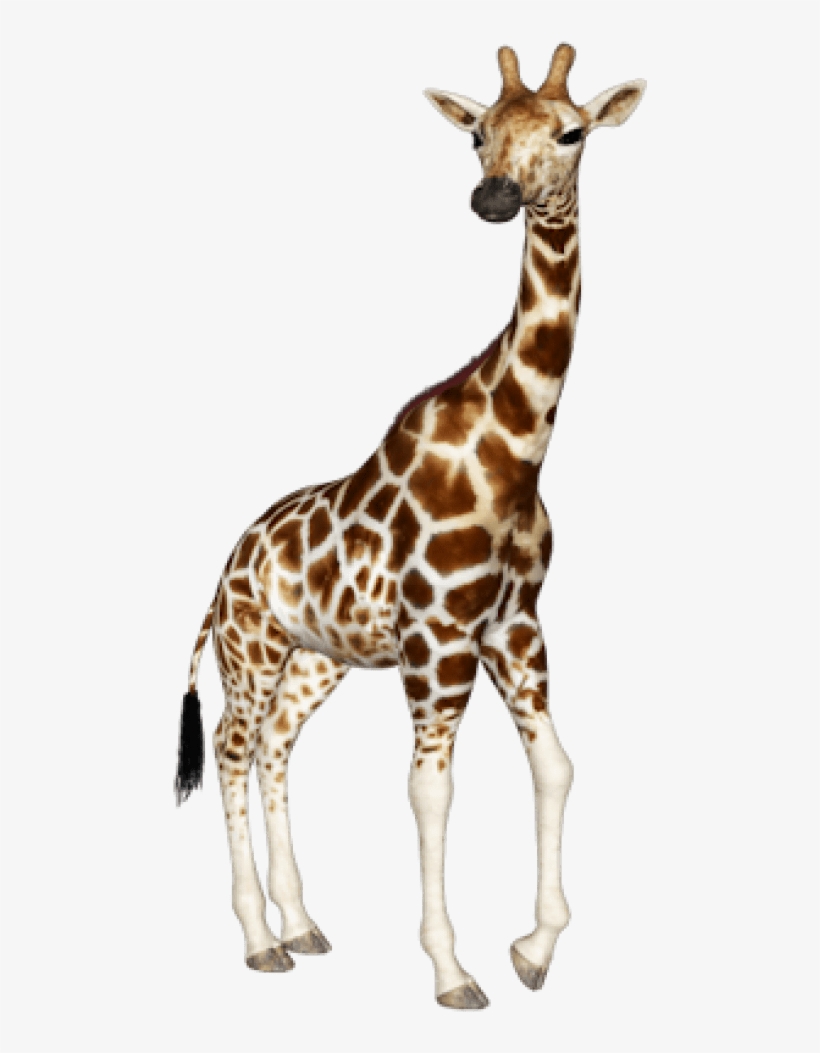 Detail Giraffe Transparent Nomer 18