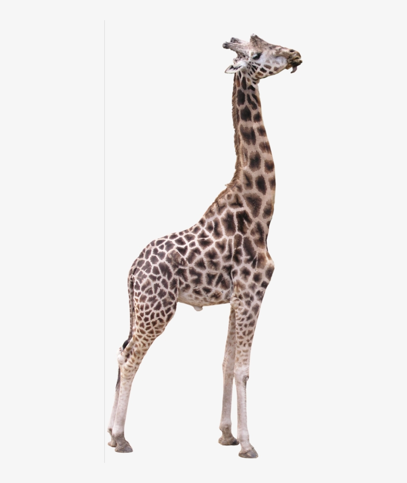 Detail Giraffe Transparent Nomer 20