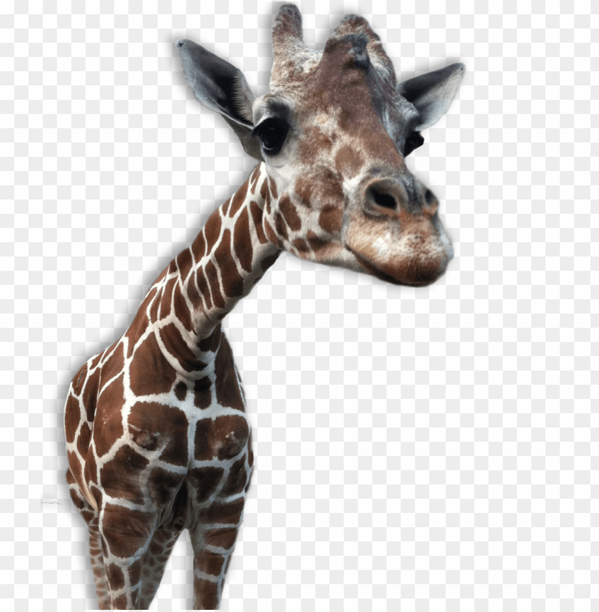 Detail Giraffe Transparent Nomer 23