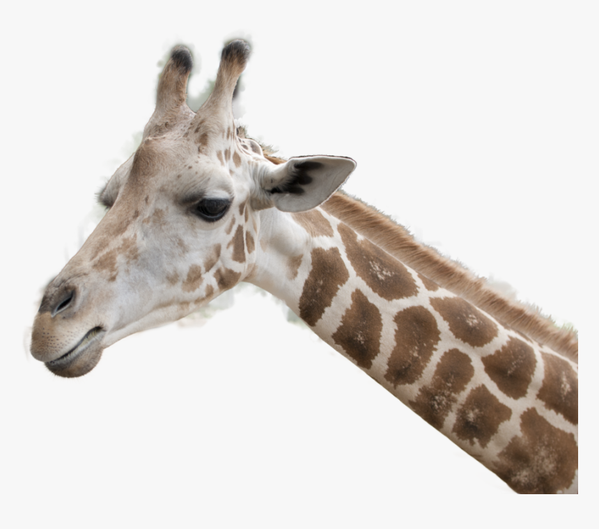 Detail Giraffe Transparent Nomer 25