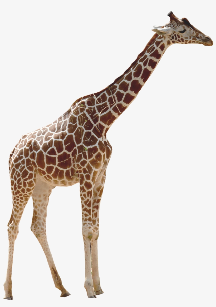 Detail Giraffe Transparent Nomer 3