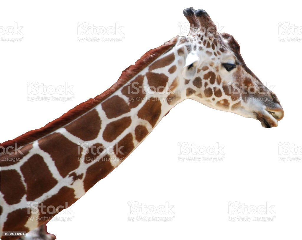 Detail Giraffe Transparent Nomer 51