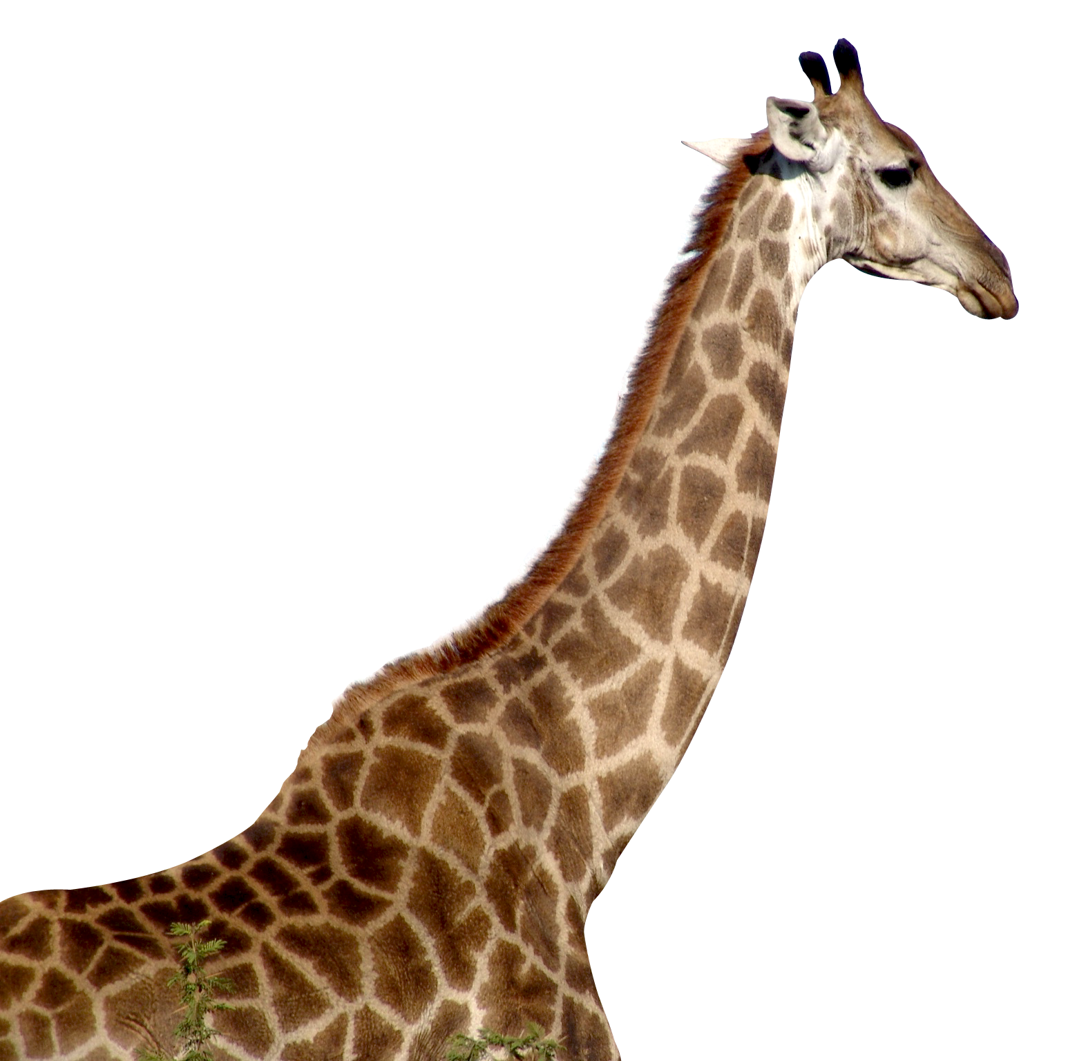 Detail Giraffe Transparent Nomer 6