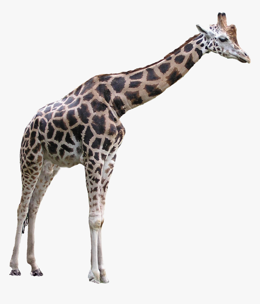 Detail Giraffe Transparent Nomer 7