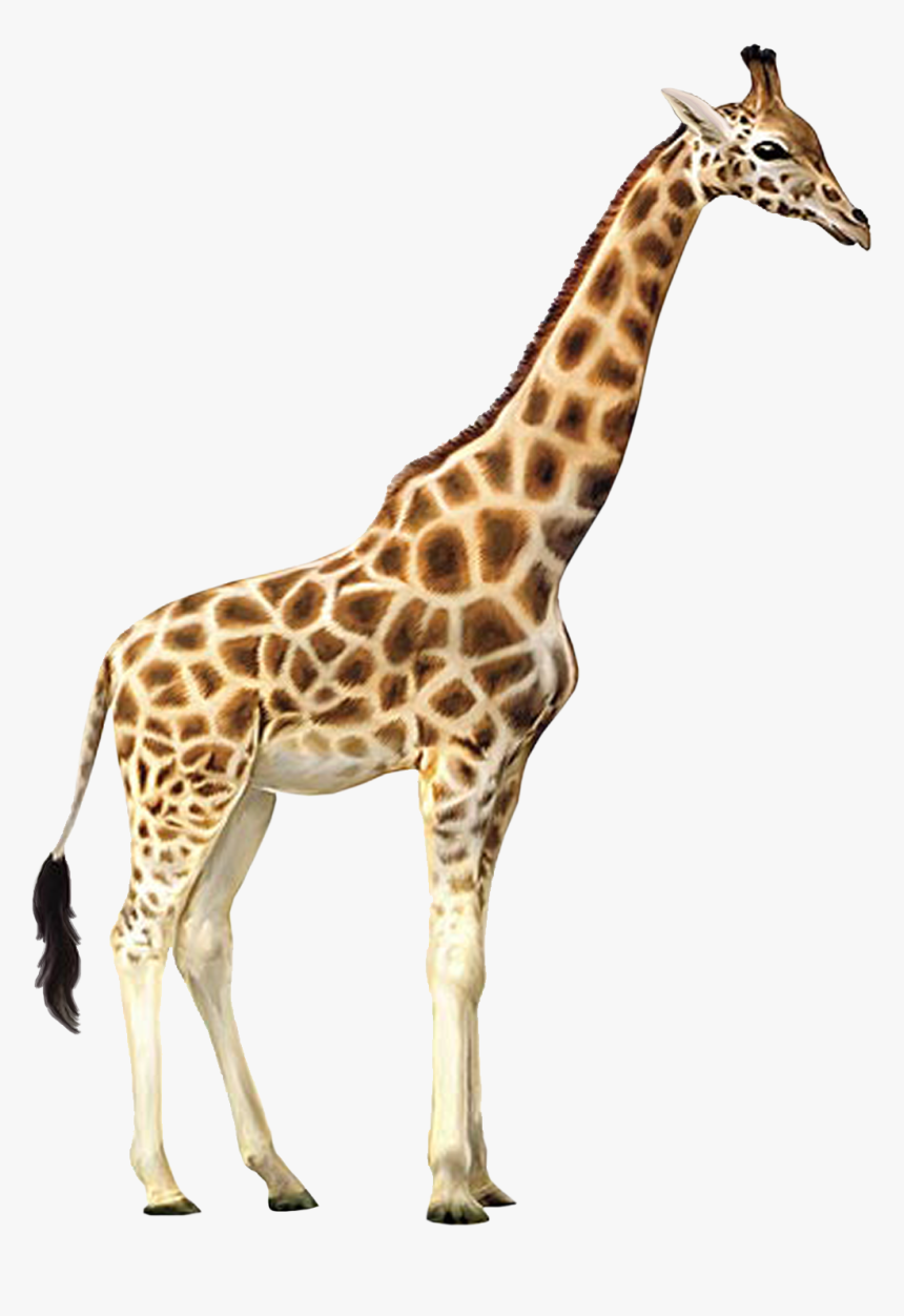 Detail Giraffe Transparent Nomer 8