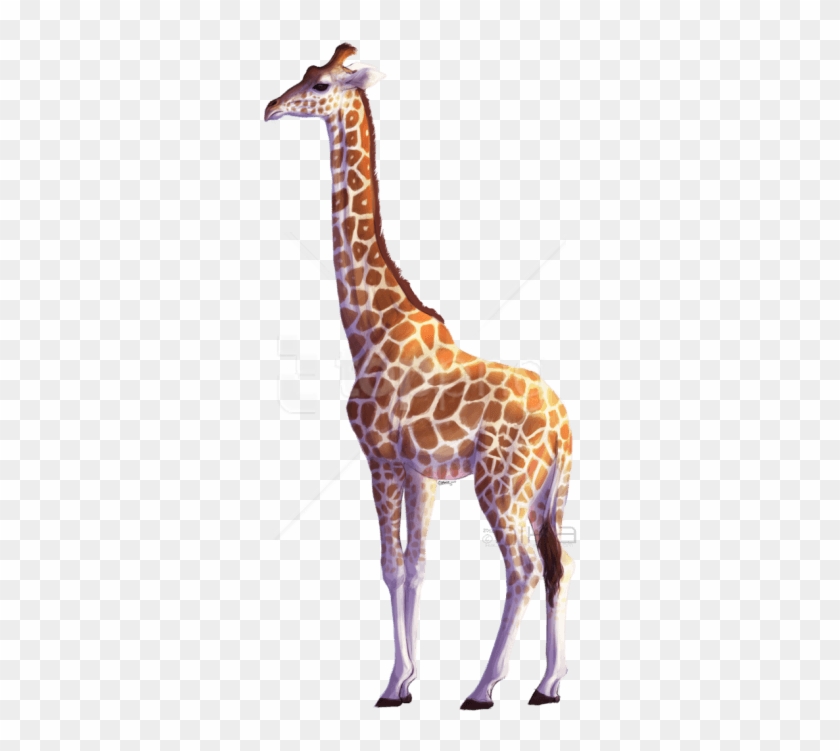 Detail Giraffe Transparent Background Nomer 10
