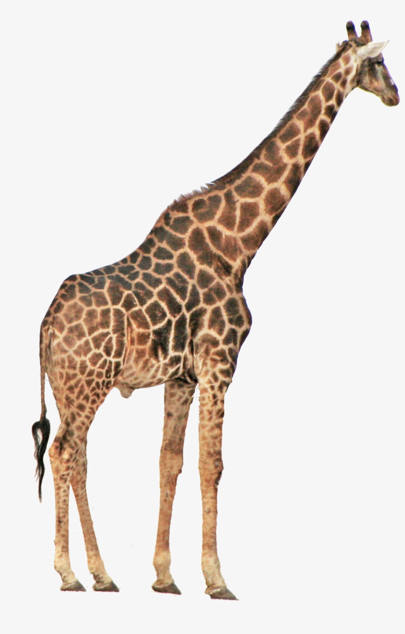 Detail Giraffe Transparent Background Nomer 11